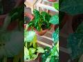 Syngonium Wendlendi Repotting #pakistan #india#houseplants #indoorplants #exoticplants