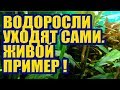 Водоросли уходят сами, без Альгицидов. Живой пример. Черная Борода, Нитчатка, Вьетнамка