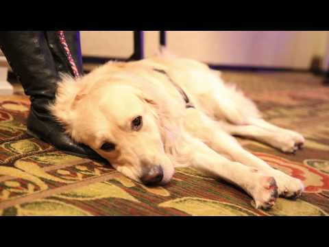Video: Speelse pup helpt gewonde veteranen genezen
