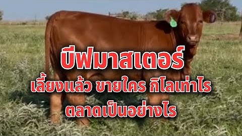 บีฟมาสเตอร์ beefmaster เลี้ยงแล้วจะขายที่ไหน #บีฟมาสเตอร์ #ตลาดวัว #วัวเนื้อ #วัว