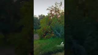 Tenu Mauj Kara