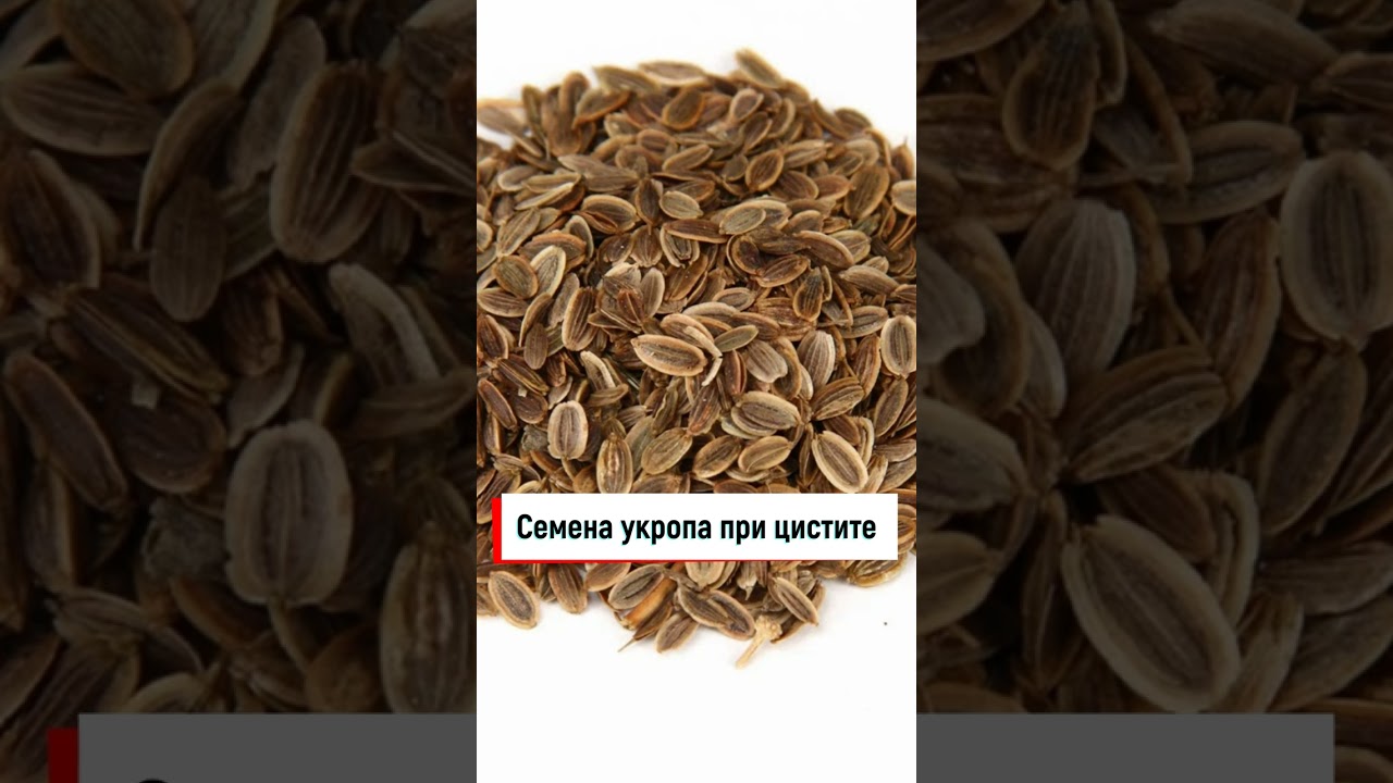 Семена укропа при цистите