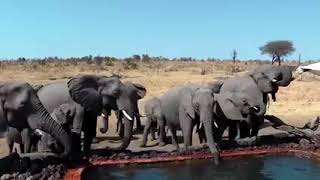 these 6 horrifying elephant  attack will make you intense part 3