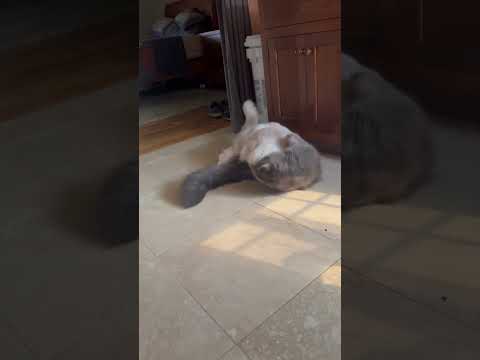 Maine Coon vs