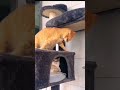 Cat fighting dog petfriends