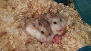 Hamsters 6 Days Old So Cute Mothers Wash Baby 