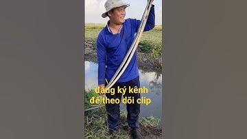 bắt chuột đồng gặp rắn hổ ngựa quá bự