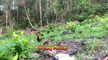 Kèo xiên đôi quá mãn nhãn, bẫy gà rừng mới nhất #animals #nature #xuhuong