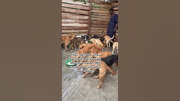 Consider donating via our PayPal link in bio