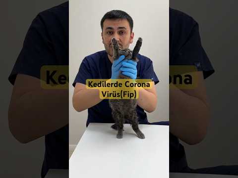 Kedi köpek ve kanatlı hayvanlarda  insanlarda olduğu gibi corona  virüs olabilir