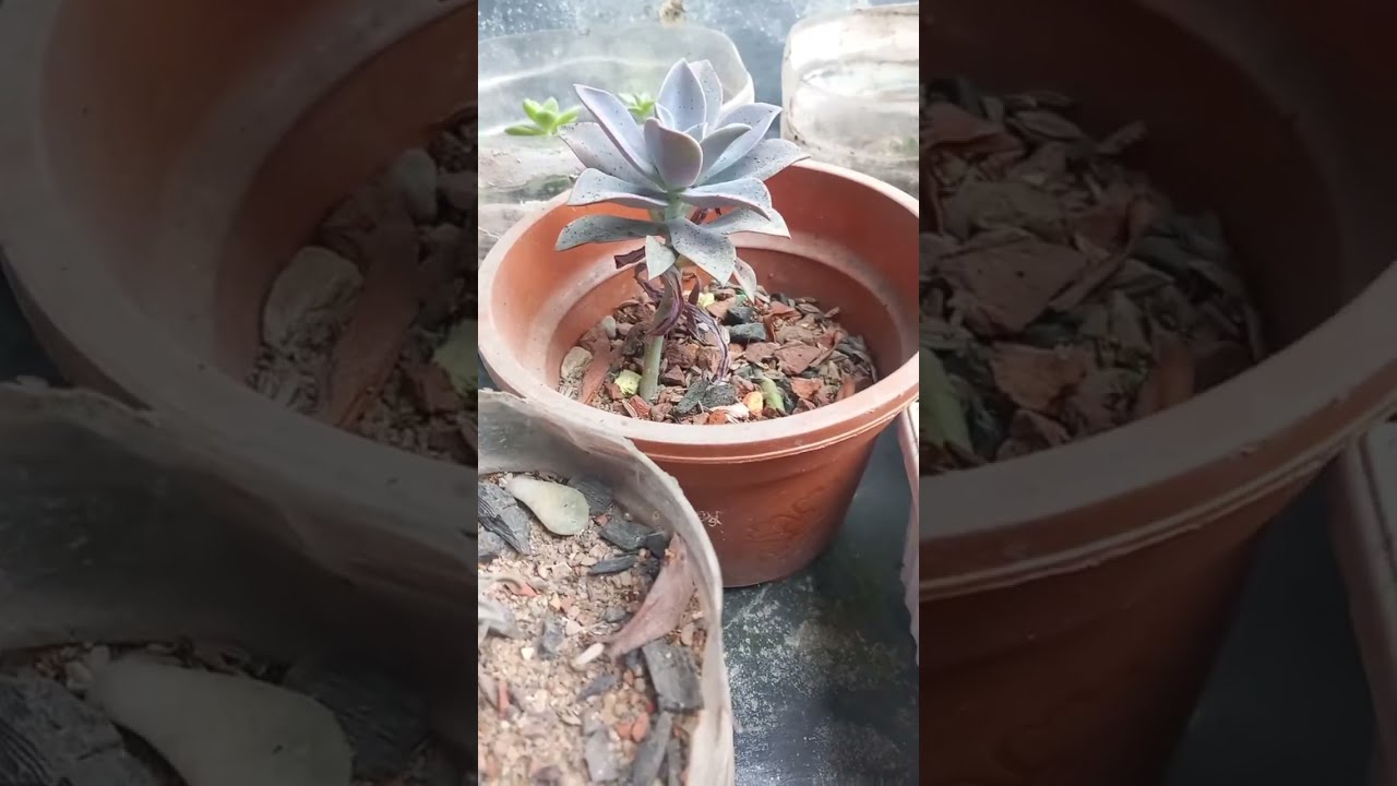 Flowers_Tree_Plants_Decorations