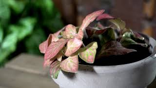 {herbology: proud plant papas}
