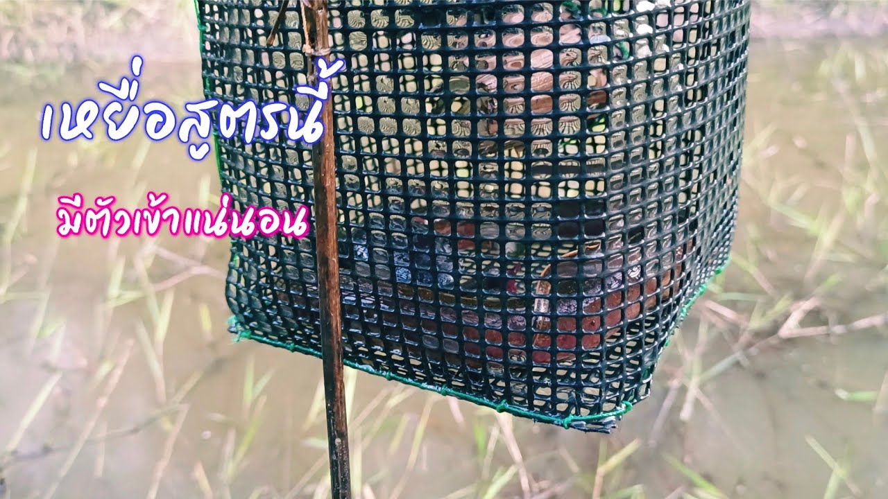 ดักปลาไหลหน้าหนาว เหยื่อสูตรนี้ ไม่ผิดหวัง ยังหมานเหมือนเดิม /ตุ้มแพรว พาเพลิน EP.740