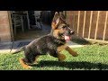 Funniest &amp; Cutest German Shepherd Puppies #19 - Funny Dogs Compilation 2018