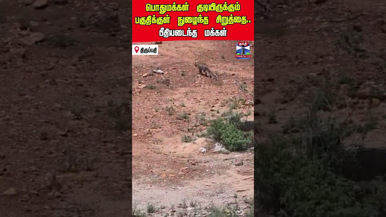 leopard | tirupati