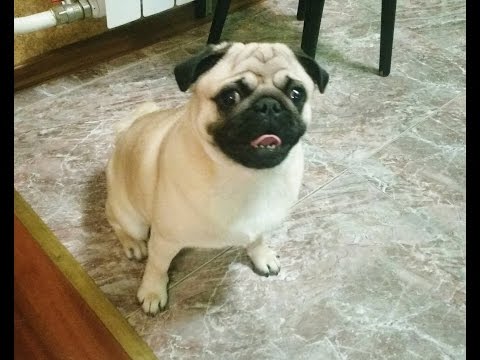 dog-pug-barking-funny-hd