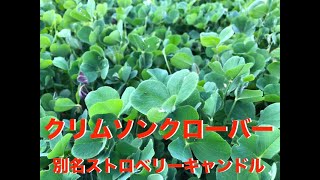 【本気の家庭菜園的活動93】「ストロベリーキャンドル」と別名を奉られているマメ科緑肥のクリムソンクローバー