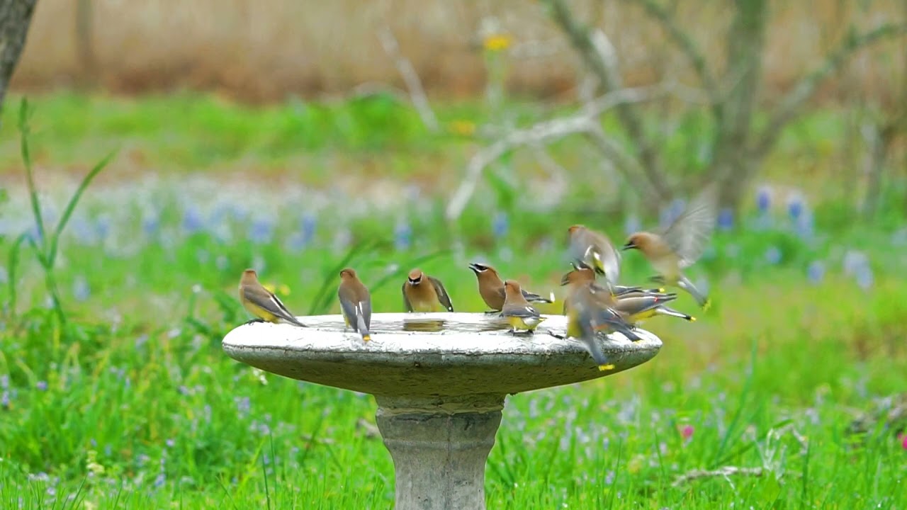 ❤ Peaceful Flock of Cedar Waxwings drinking in a bird fountain 🐦😍