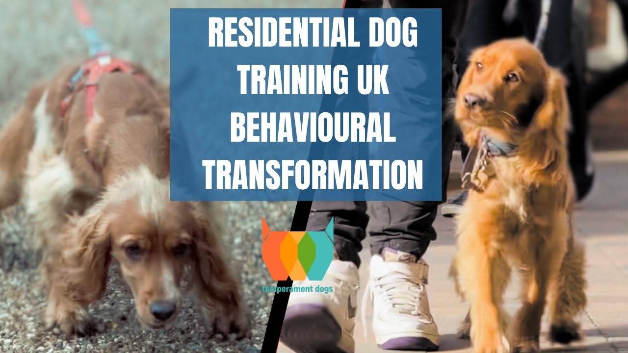 Residential Dog Training UK at Temperament Dogs YouTube