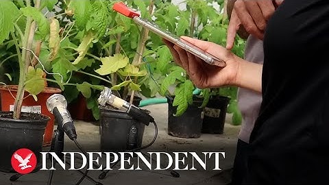 Listen to the sound plants make when they are 