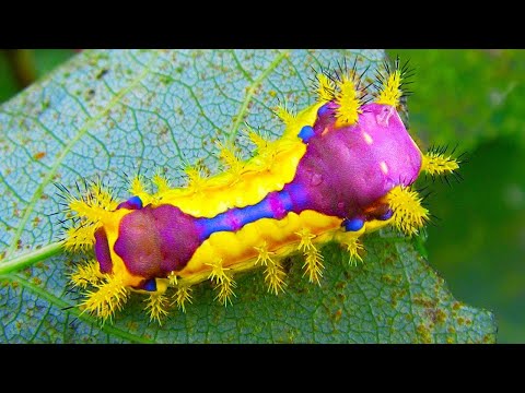 Video Đừng Chạm Vào Loài Côn Trùng Nhật Bản Này, Bạn Sẽ Bị... - youtube