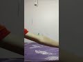 capy