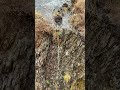 Relax to the sound of the water running of the rock face #relax #nature #waterasmr