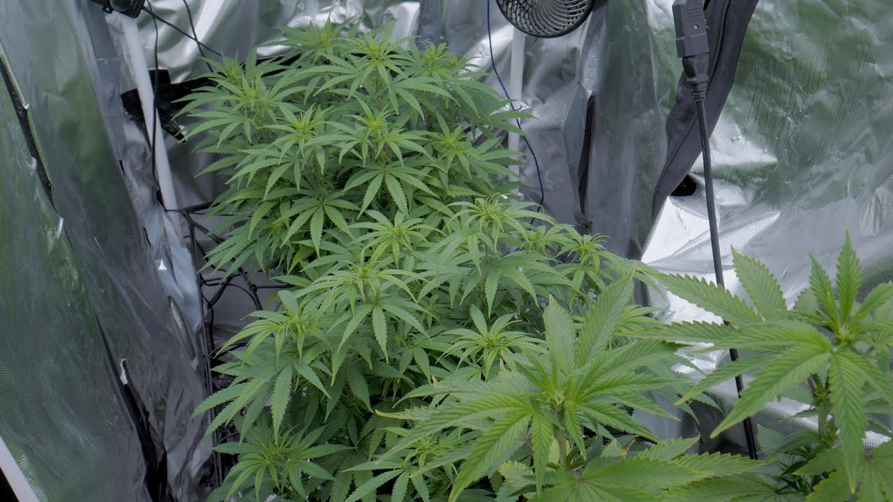 How To Grow Weed - PlugTalk101 ( S6 Ep13 / Conquering The Dreadful Magnesium Deficiency Part 2)