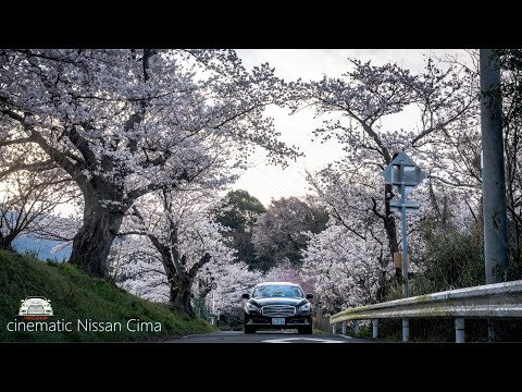 日産シーマ非公式CM『櫻2022』