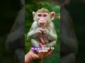 Adorable Finger Monkey Cuteness Overload