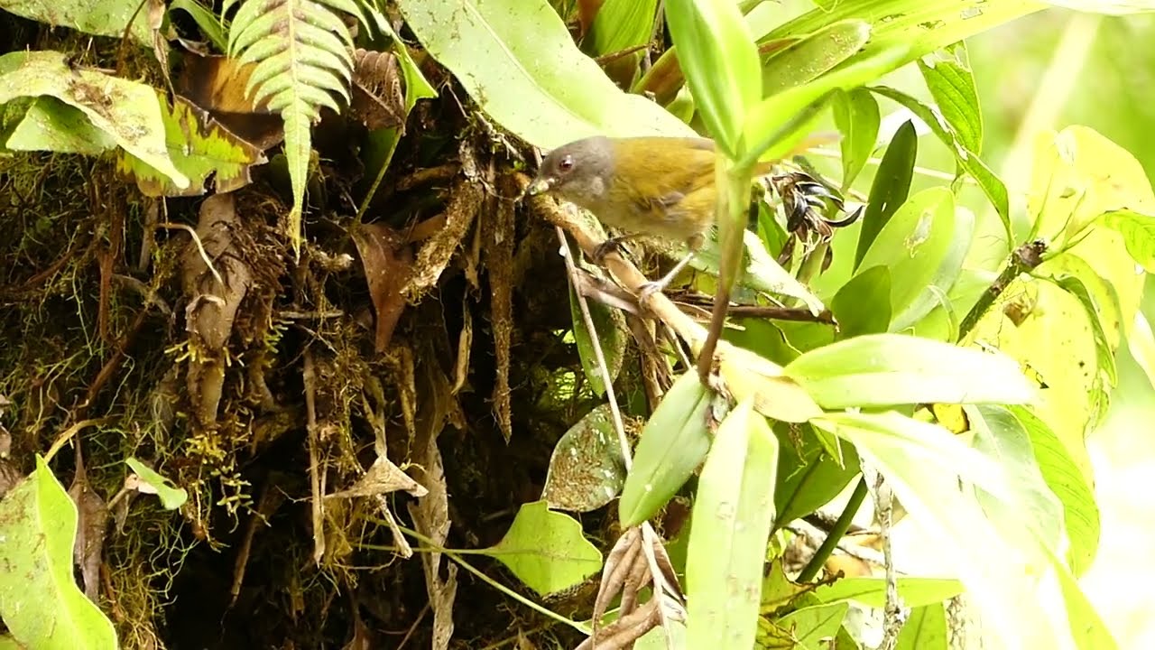 2022-09-21: Adult Dusky Chlorospingus feeding juvenile @ Santa Lucia Cloud Forest Reserve
