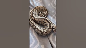Ball Python