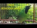 Ngeplong Cucak Ijo Gacor Bongkar Isian Mewah Cocok Jadi Pancingan Mp3 - Mp4 Download