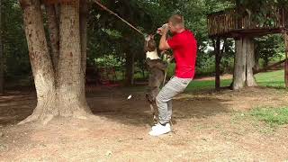American Bully Ftb Nessa