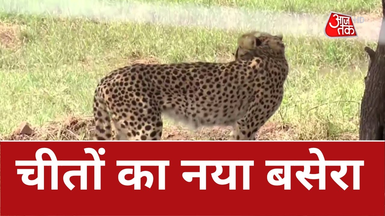 Cheetah Returnsमोदी है तो मुमकिन है..चीते फिर भारत लौटे ! Kuno