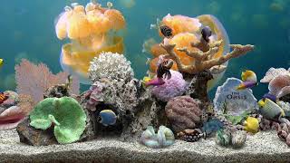 Aquatic Life: Jellyfish (4K UHD60) Slideshow Background Digital Fish Aquarium
