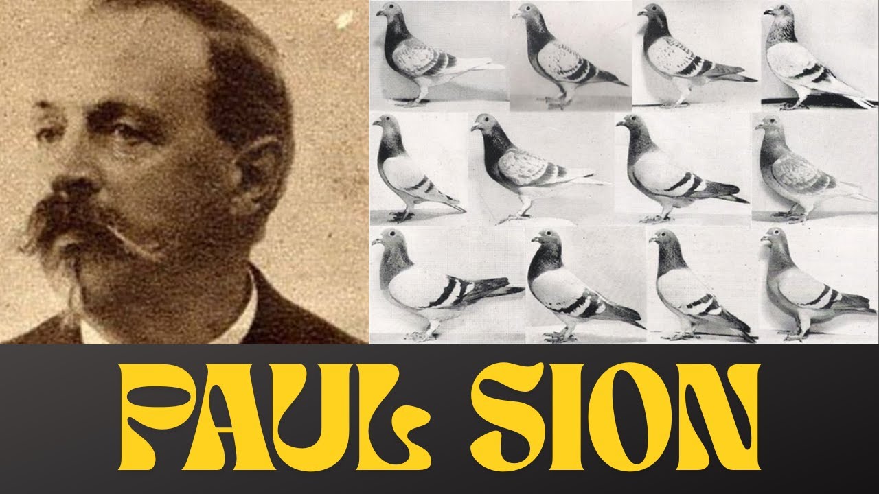 🎩 Colombofilos De Leyenda: PAUL SION (El Bricoux francés) - Palomas Mensajeras 