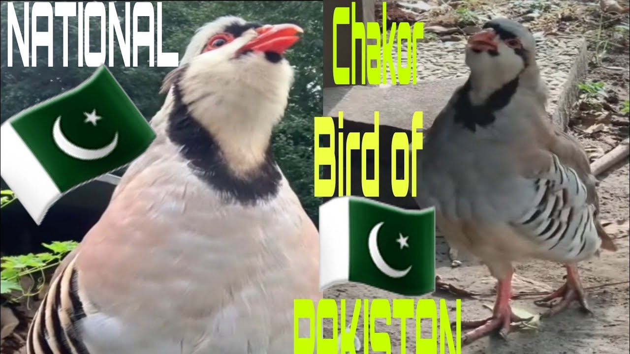 Pakistan Chachu R Chakor / Chakor National bird of pakistan 🇵🇰 #trending #chakorbird / # ...