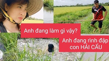 Cuộc sống Người Miền Tây|| Đi Giăng Cá LÒNG TONG Và CÁI KẾT Thật Bất Ngờ