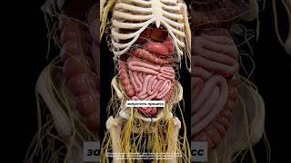 5 сигналов, что твой ЖКТ не справляется