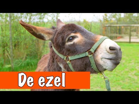 Video: Wat is de bijbelse betekenis van ezel?