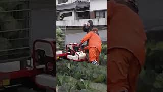 Vegetable work with YANMAR NC16 series