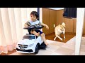 赤ちゃんに煽られながらもベンツを乗りこなす柴犬【豆柴すず】shibainu mameshiba