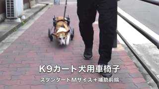 コーギーのこたろう君の犬用車椅子動画 - YouTube