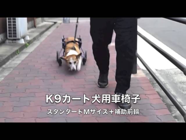 コーギーのこたろう君の犬用車椅子動画 - YouTube