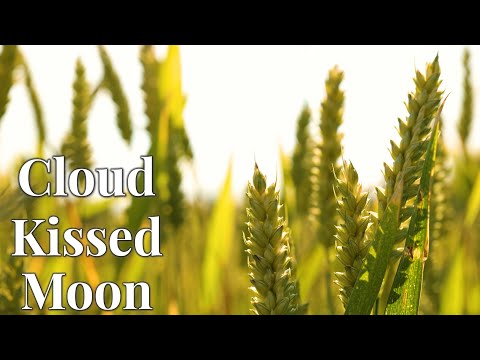 Cloud Kissed Moon