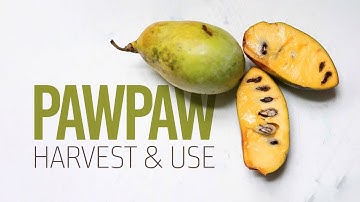 Pawpaw Harvest and Use