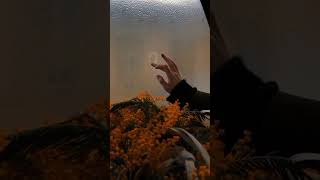  s   songs thatssotrue spedupandreverb aidensaesthetics trending