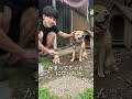 自分にそっくりな子犬を撫でた時の犬の反応ww【検証】#shorts