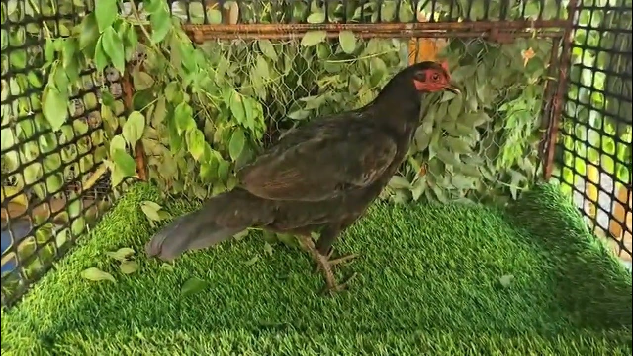 Polluelas D1sp0n1bl3s de Billi Cabrera inf. 8097818747